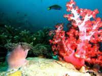 Природа. Коралловый риф и его обитатели.